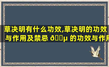 草决明有什么功效,草决明的功效与作用及禁忌 🐵 的功效与作用